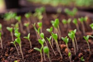 Seedlings in the planting tray.